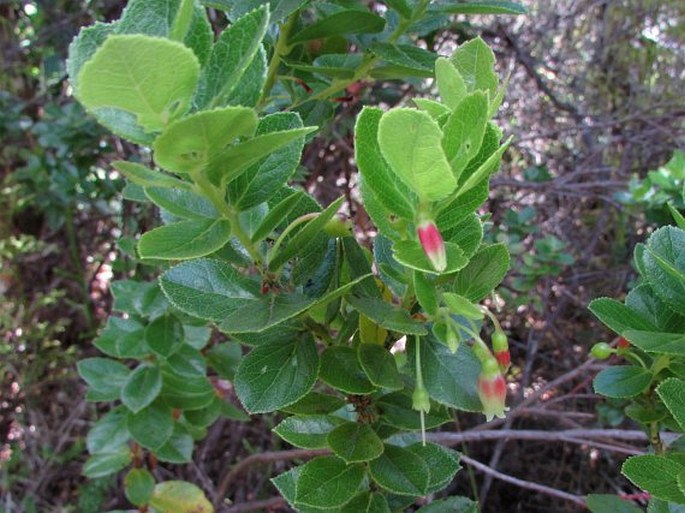 Vaccinium calycinum