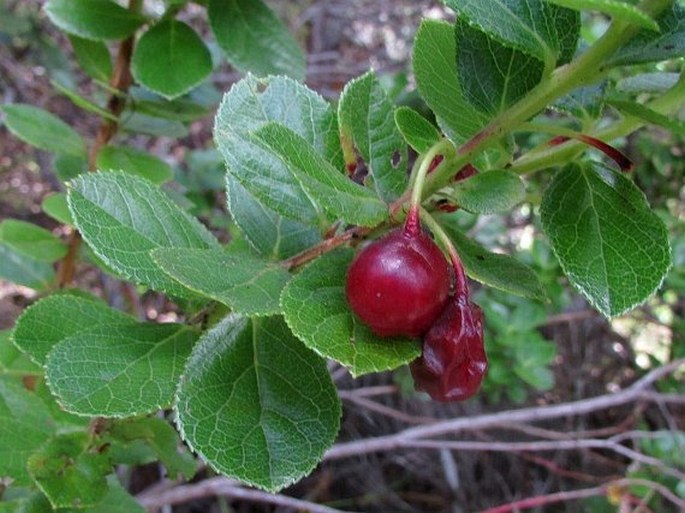 Vaccinium calycinum