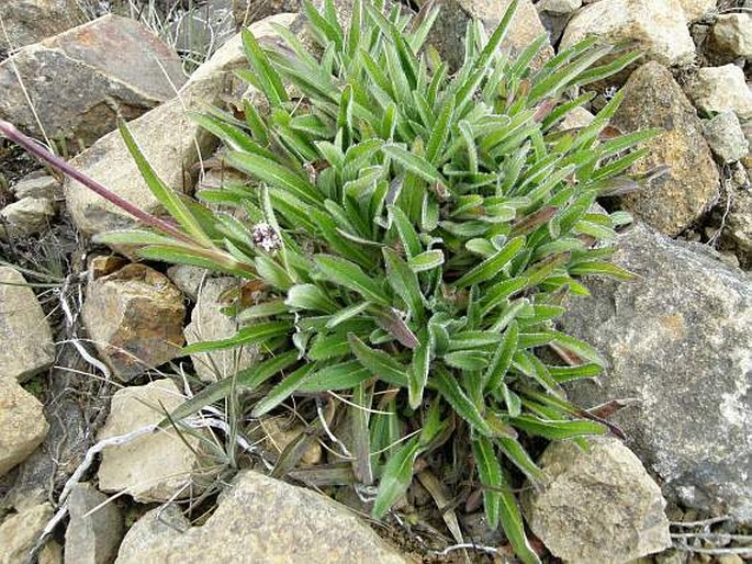 Valeriana prionophylla