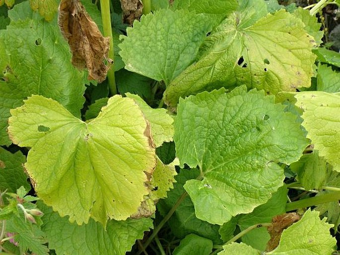 Valeriana pyrenaica