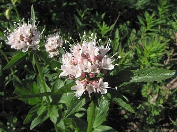 Valeriana sitchensis