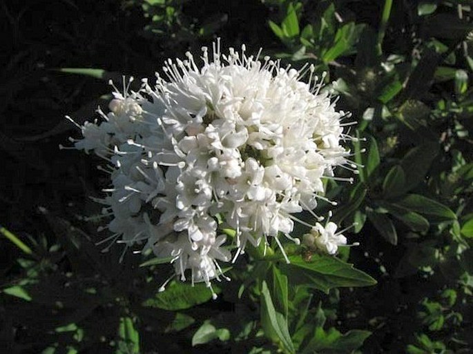 Valeriana sitchensis