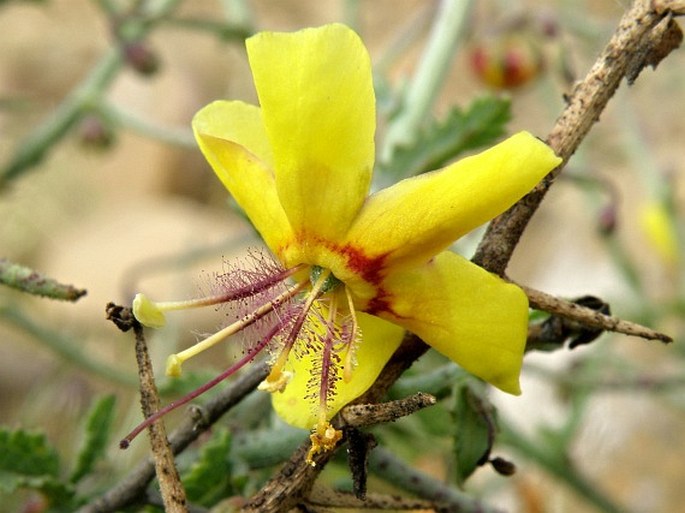 VERBASCUM ARBUSCULUM (A. Rich.) Hub.-Mor. – divizna / divozel