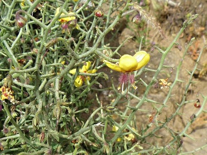 Verbascum arbusculum