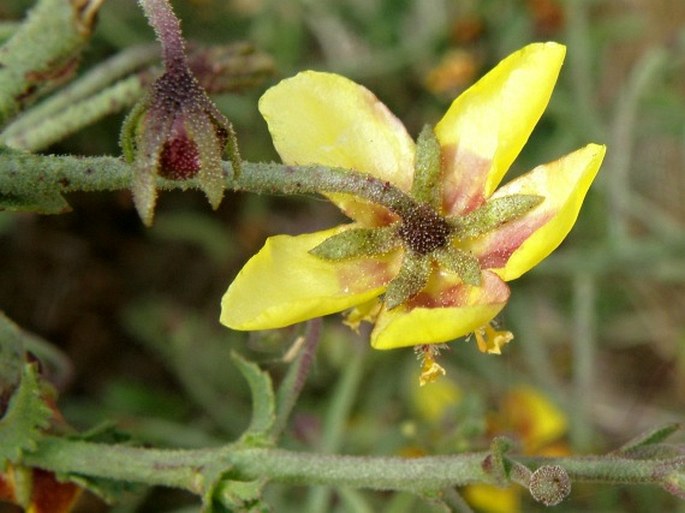 Verbascum arbusculum