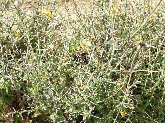 Verbascum arbusculum