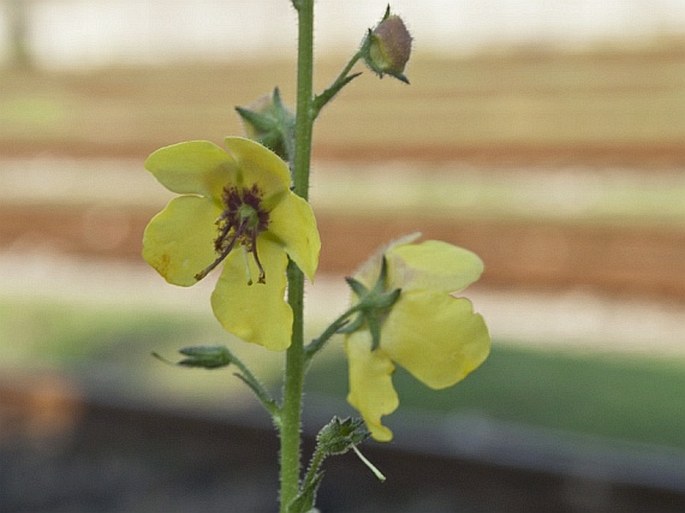 VERBASCUM BLATTARIA L. – divizna švábovitá / divozel švábový