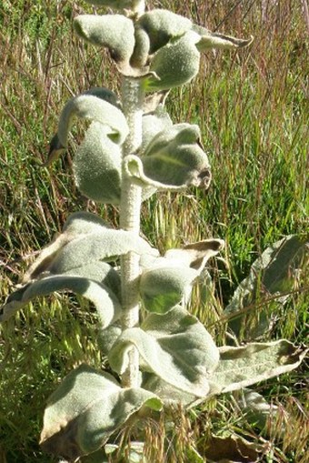 Verbascum stelurum