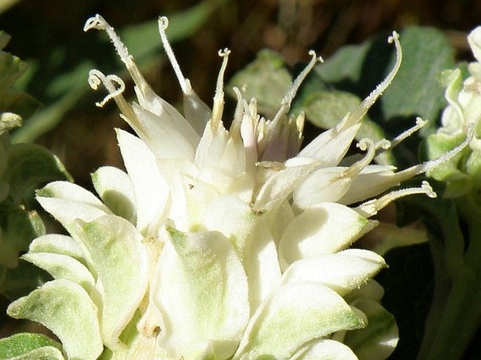 Baccharoides filigera