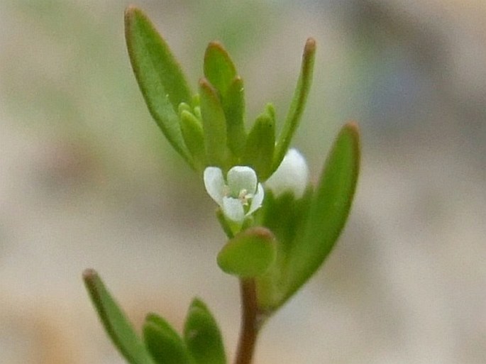 VERONICA PEREGRINA L. – rozrazil cizí / veronika cudzia