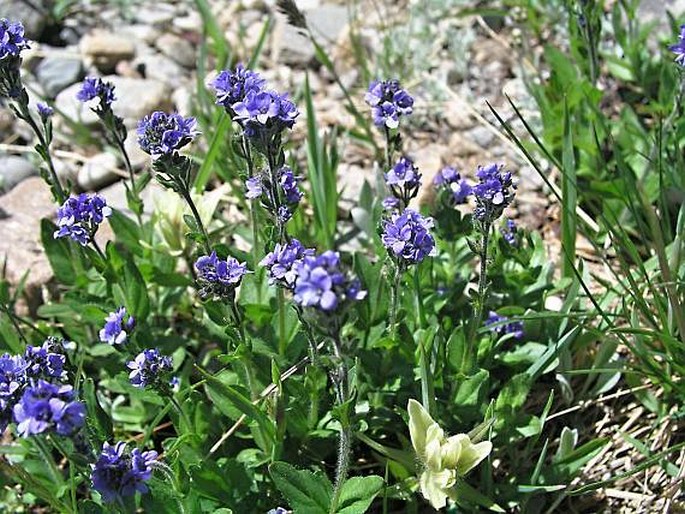 Veronica wormskjoldii