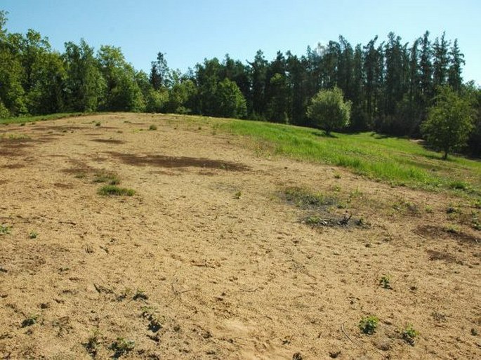 Pardubické Polabí, Vesecký kopec – přírodní památka