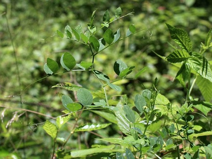 Vicia dumetorum