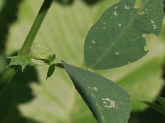 Vicia dumetorum