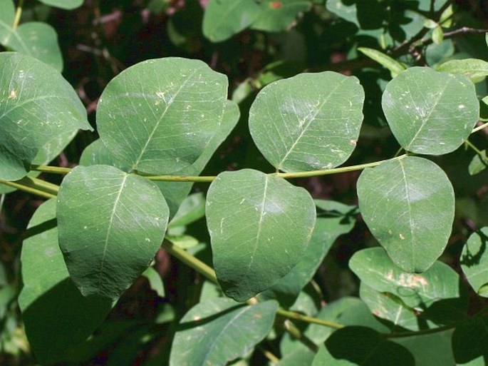 Vicia pisiformis