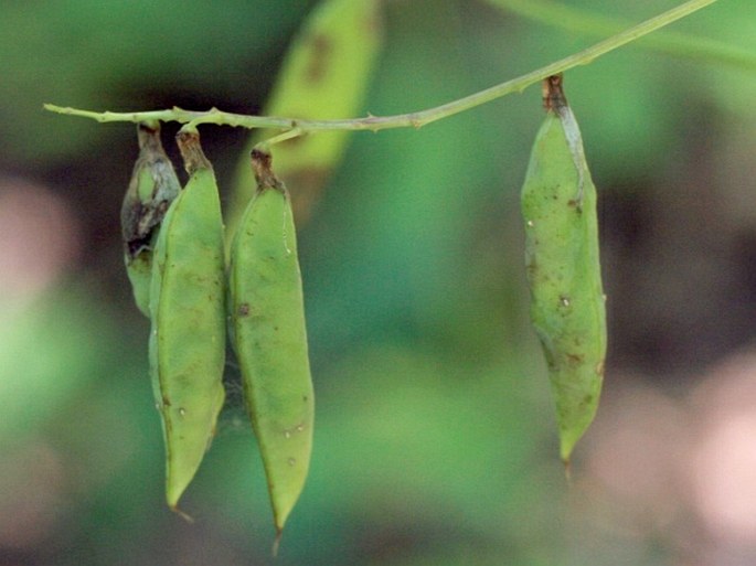 Vicia pisiformis