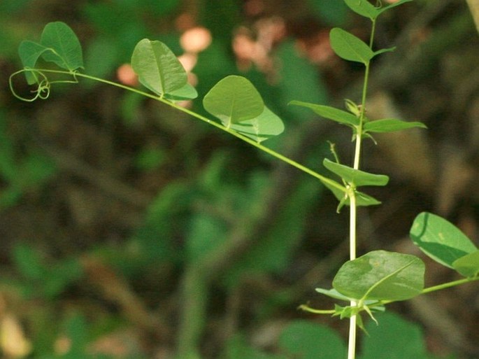 Vicia pisiformis