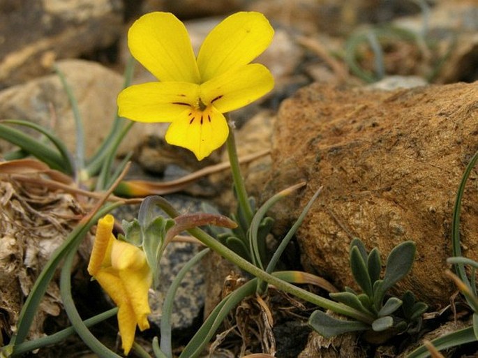 Viola dukadjinica