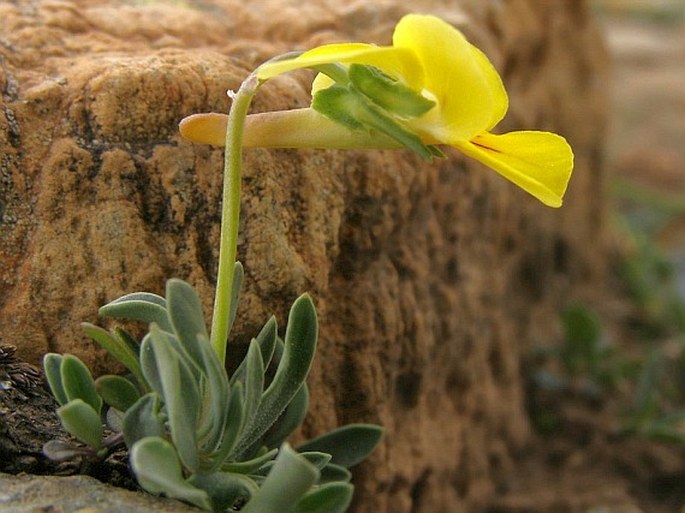 Viola dukadjinica