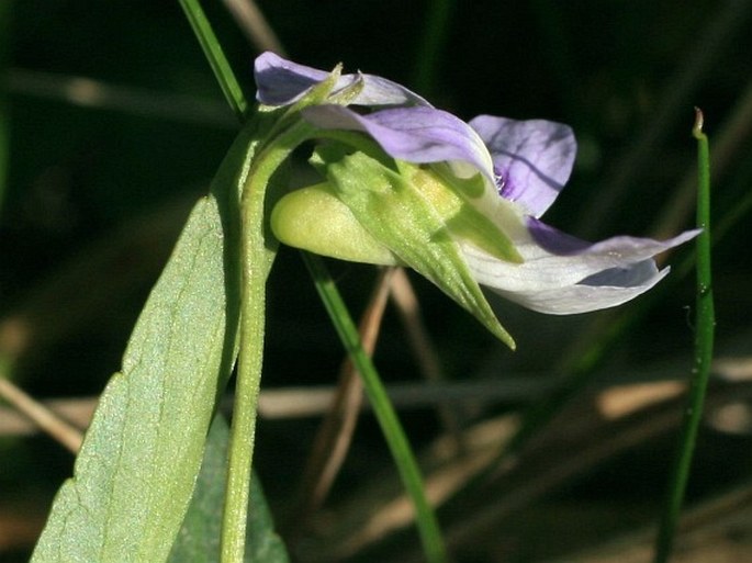 Viola pumila