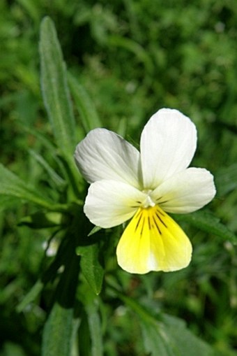 Viola tricolor subsp. polychroma