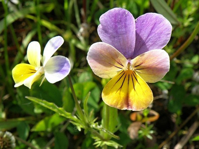 Viola tricolor subsp. polychroma