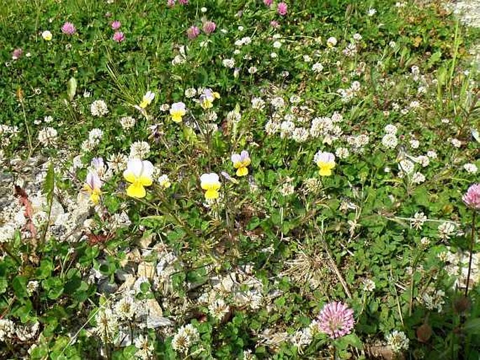 Viola tricolor subsp. polychroma