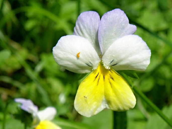 Viola tricolor subsp. polychroma