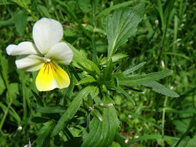 Viola tricolor subsp. polychroma