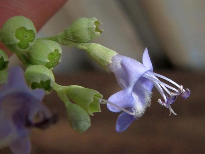 VITEX TRIFOLIA subsp. LITORALIS Steenis - drmek