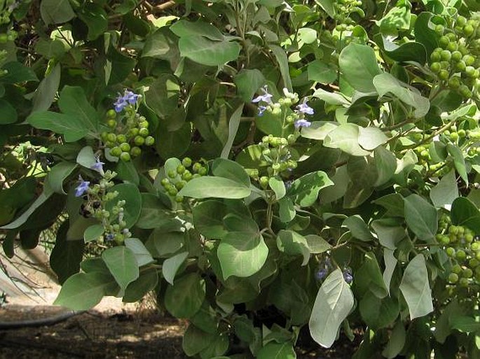 Vitex trifolia subsp. litoralis