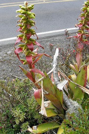 Vriesea ororiensis