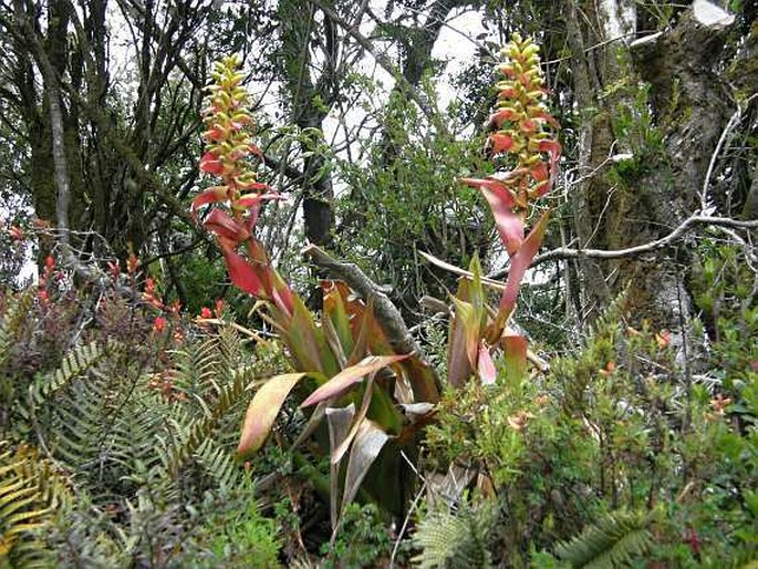 Vriesea ororiensis