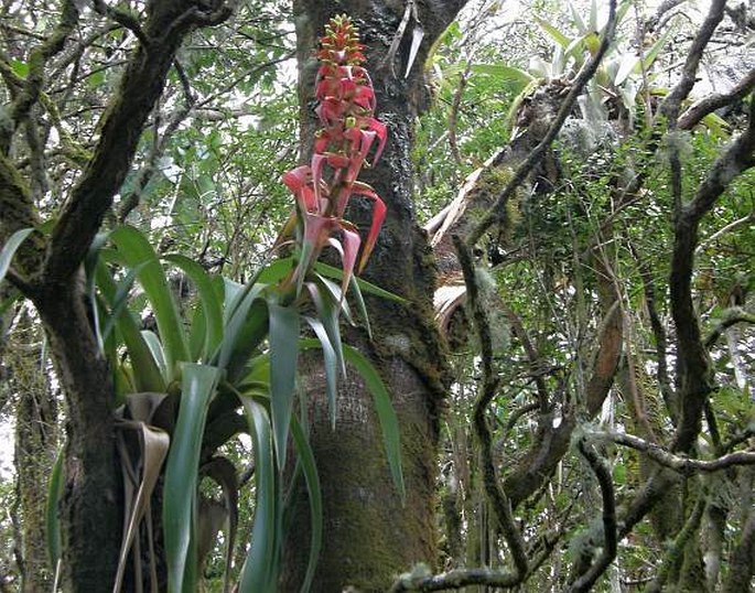 Vriesea ororiensis