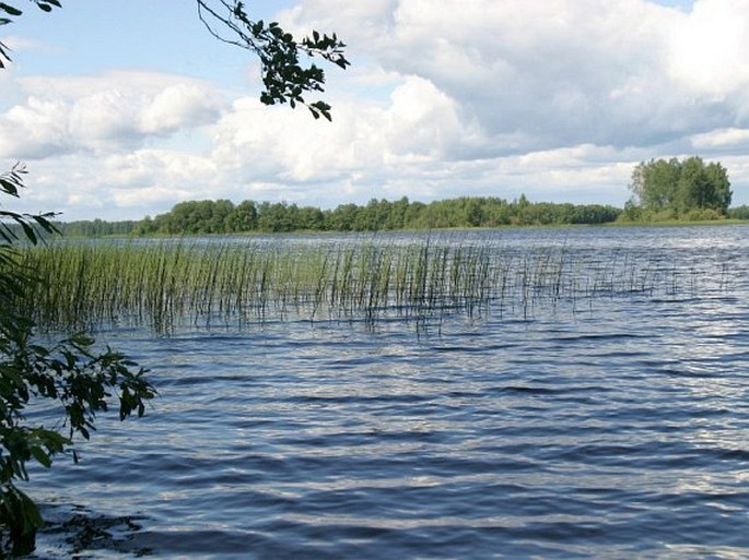 Holarctis – Cirkumboreální oblast – Východoevropská provincie