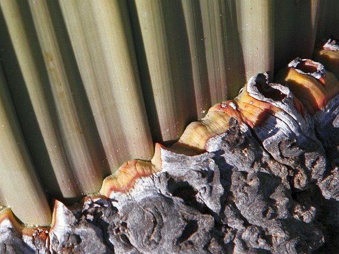 Welwitschia mirabilis