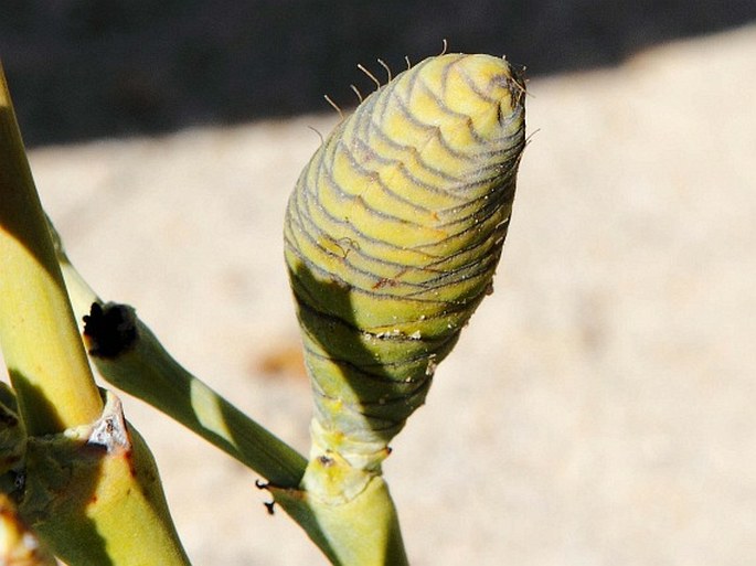 Welwitschia mirabilis