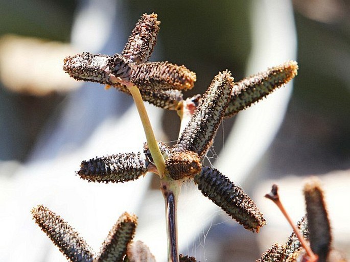 Welwitschia mirabilis