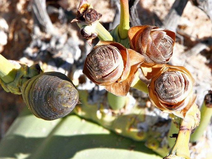 Welwitschia mirabilis