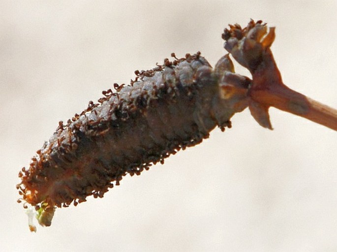 Welwitschia mirabilis