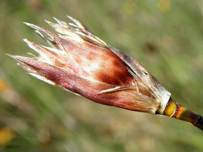 Willdenowia arescens