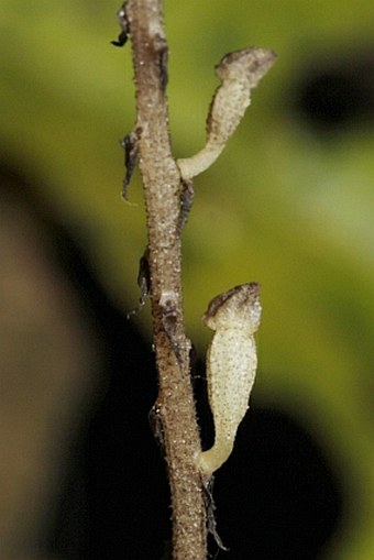 Wullschlaegelia aphylla