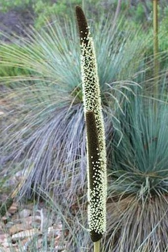 Xanthorrhoea quadrangulata