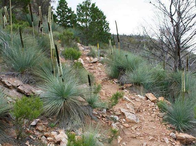 XANTHORRHOEA QUADRANGULATA F. Muell. – žlutokap