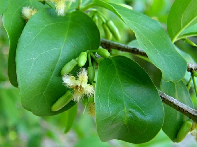 Ximenia americana