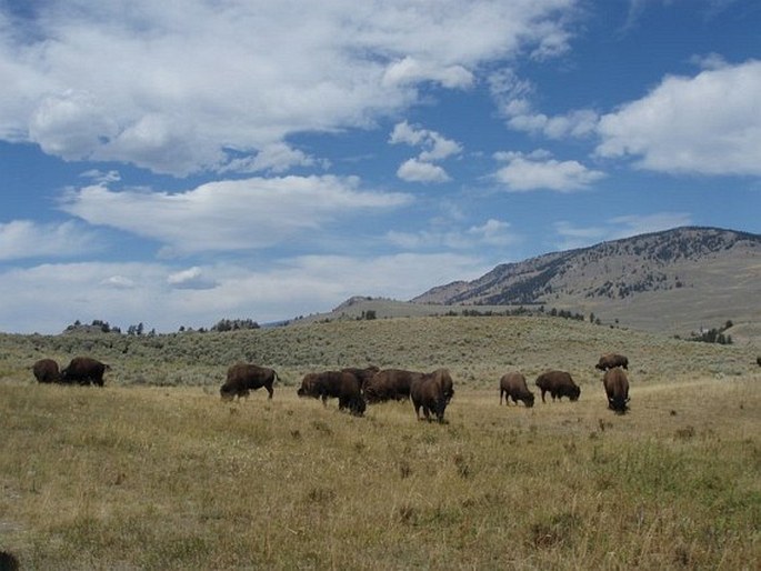 Yellowstone National Park