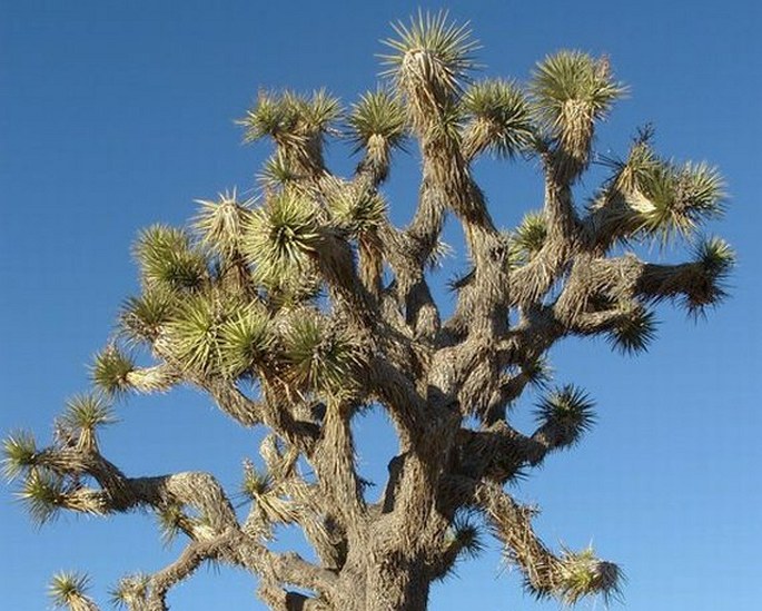 Yucca brevifolia