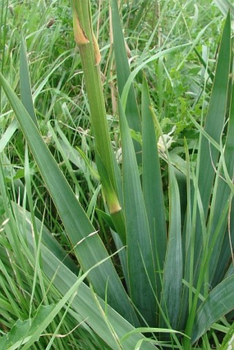 Yucca flaccida