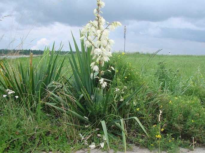 Yucca flaccida