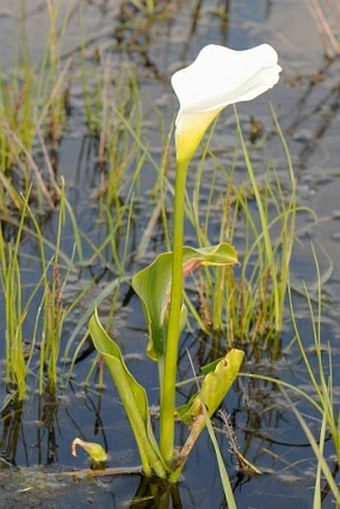 Zantedeschia aethiopica